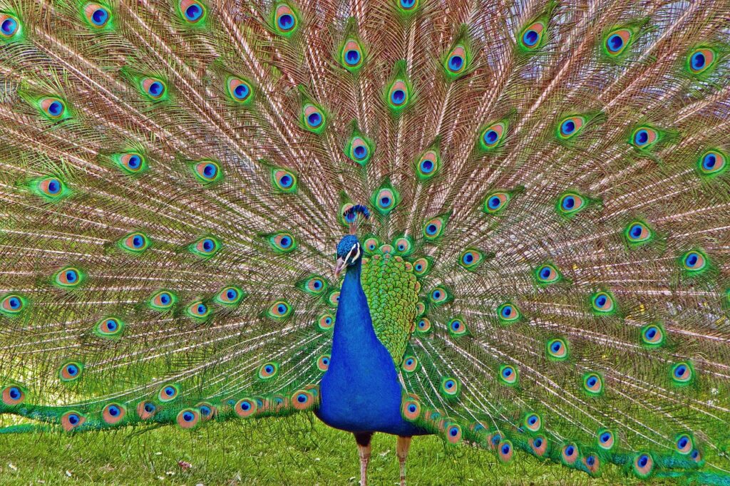 Gravitas